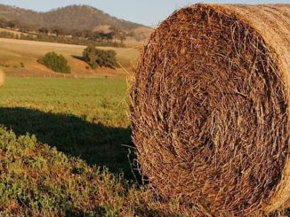 Bale of hay