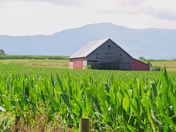 Cornfield-mts copy