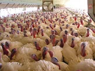 Turkeys