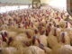 Turkeys