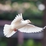 White dove