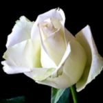 SingleWhiteRose2