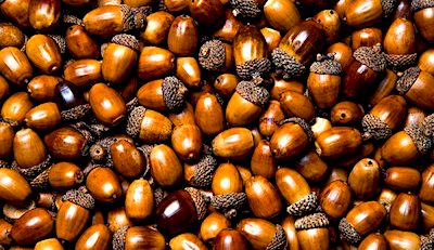 acorns