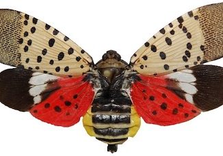 Spotted Lantern Butterfly