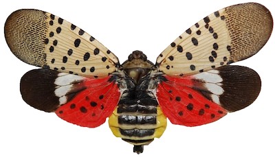 Spotted Lantern Butterfly