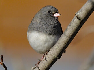 Dark-eyed junco