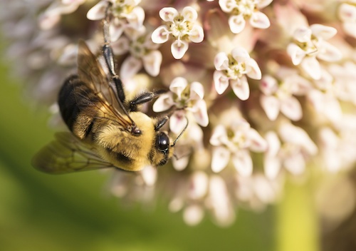 Close-up of milkweed blossoms