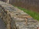 stone wall along Skyline Drive