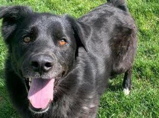 Page County Animal Shelter