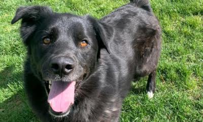 Page County Animal Shelter