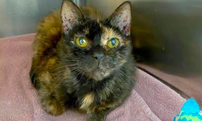 Page County Animal Shelter