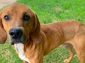 Page County Animal Shelter